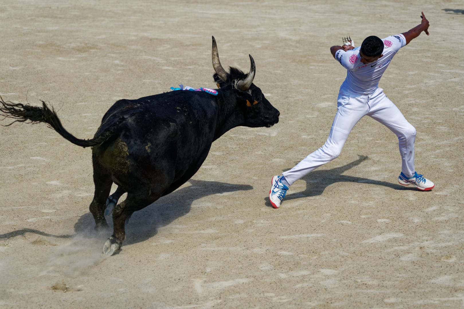 Course Camarguaise