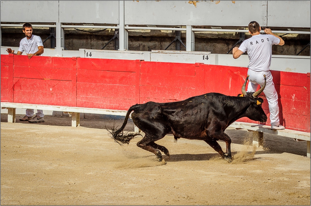 Course camarguaise (2) - ziemlich knapp