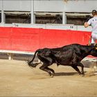 Course camarguaise (2) - ziemlich knapp