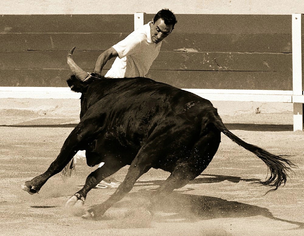 course camarguaise