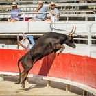 Course camarguaise (3) - Sprungkraft