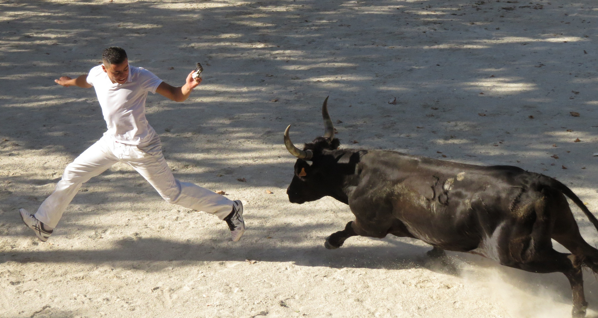 Course camarguaise