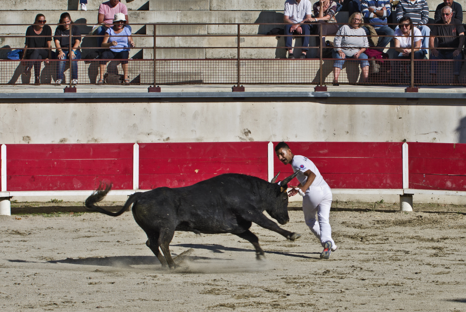 Course Camarguaise