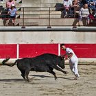 Course Camarguaise