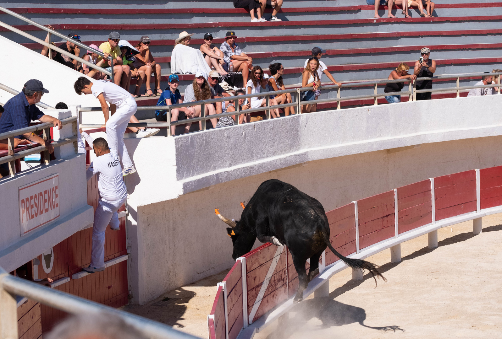 course camarguaise