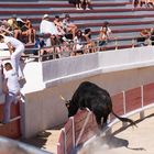 course camarguaise