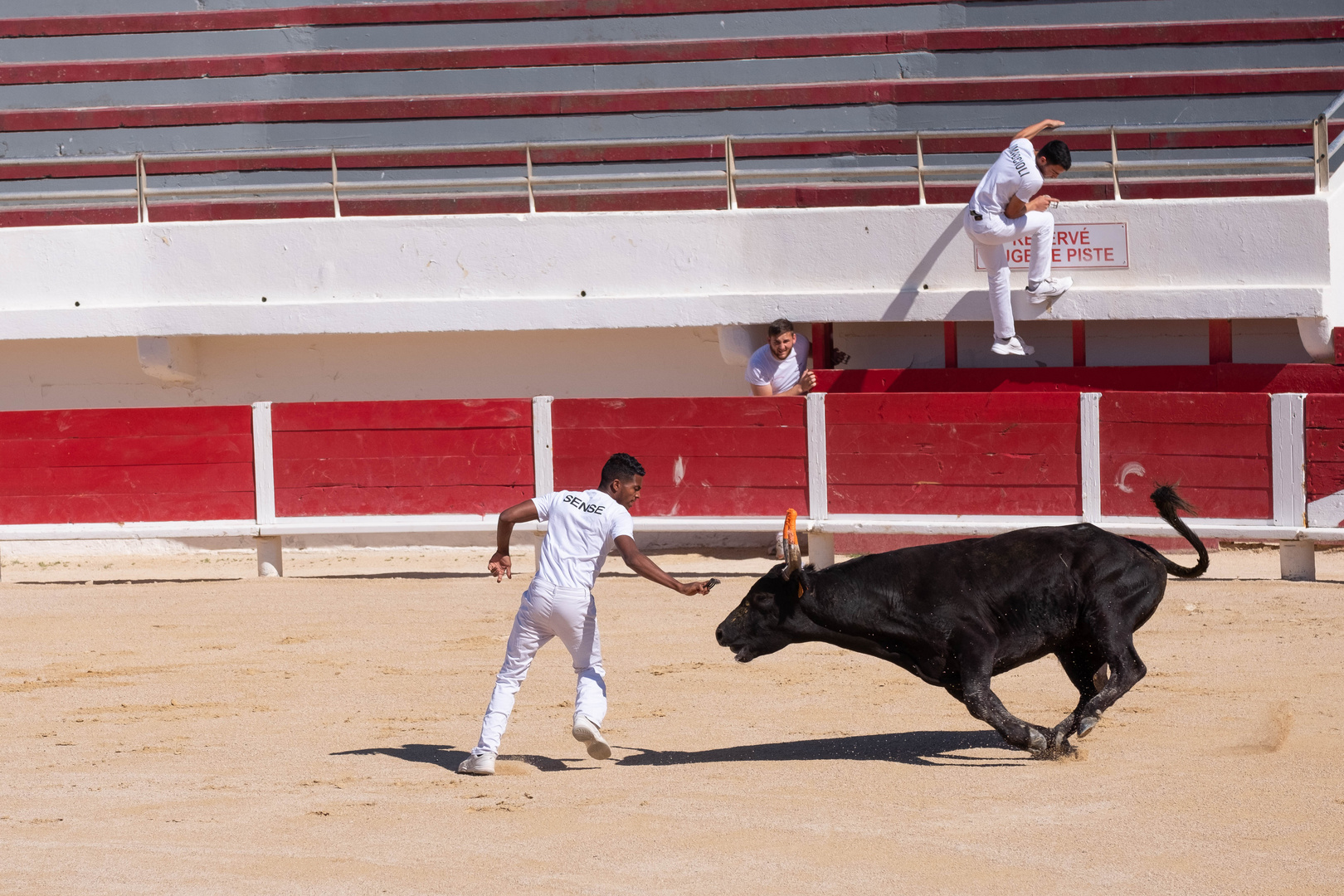 course camarguaise