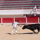 course camarguaise