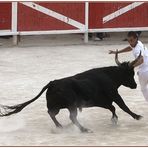 Course Camarguaise