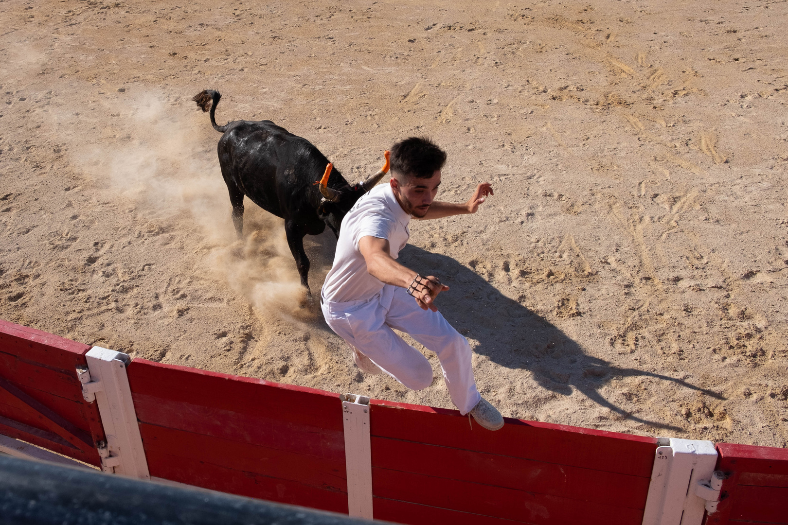 course camarguaise