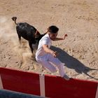 course camarguaise