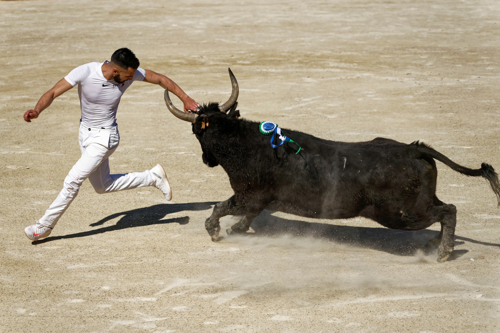 Course Camarguaise