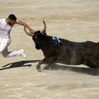 Course Camarguaise