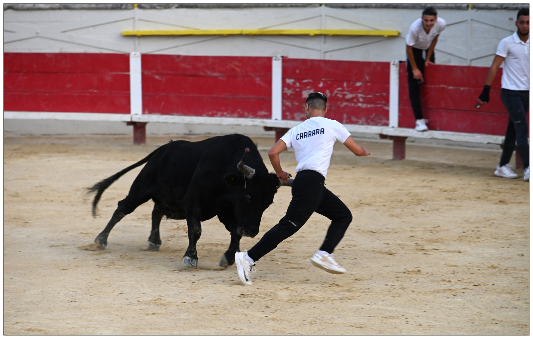 Course Camarguaise