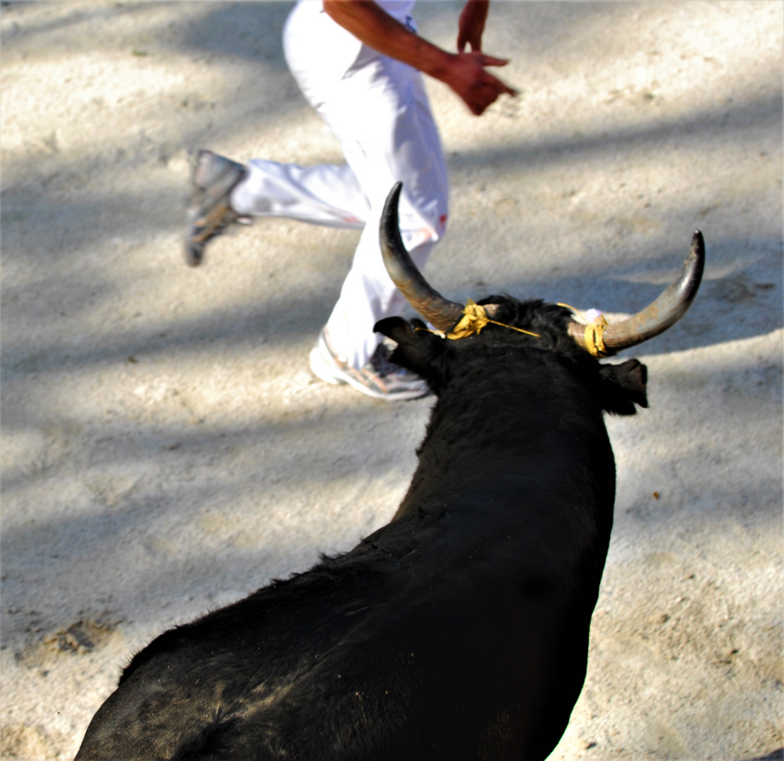 Course Camarguaise