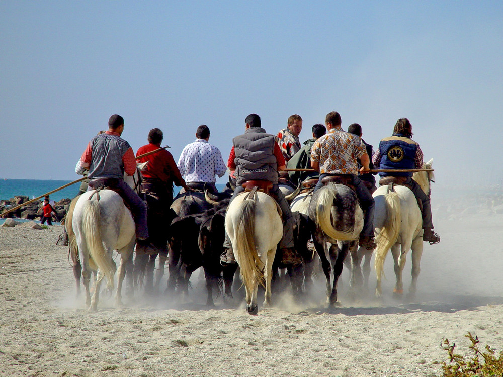 Course Camarguaise die zweite