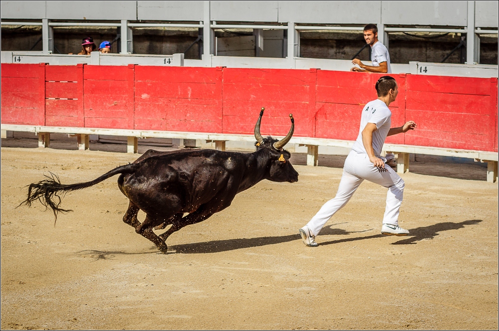 Course camarguaise - Stierrennen (1)