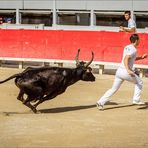 Course camarguaise - Stierrennen (1)