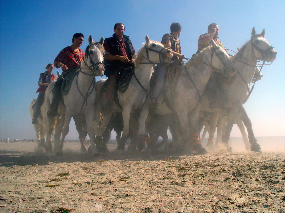 Course Camarguaises