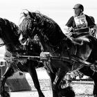 course d' attelage sur la plage