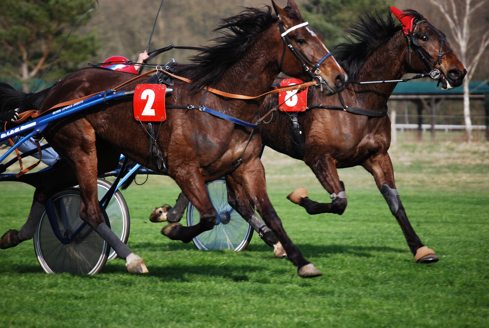 Course de trot attelé