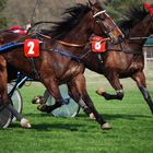 Course de trot attelé