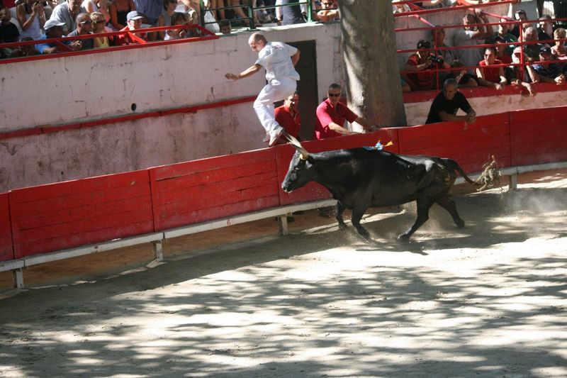 course libre camarguaise