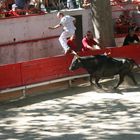 course libre camarguaise