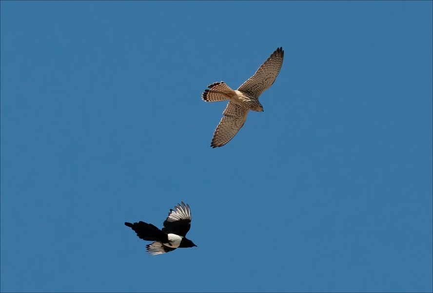 Course poursuite ...