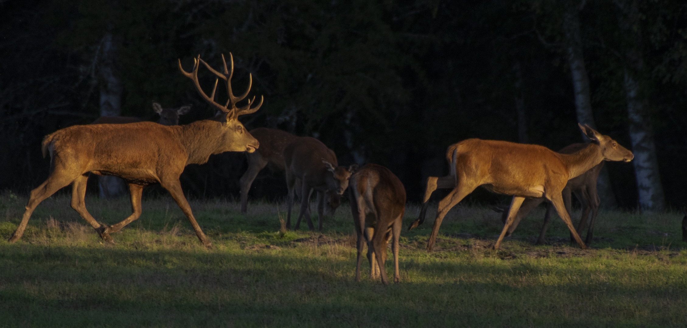 Course-poursuite au couchant (Cervus elaphus, cerf élaphe)