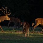 Course-poursuite au couchant (Cervus elaphus, cerf élaphe)