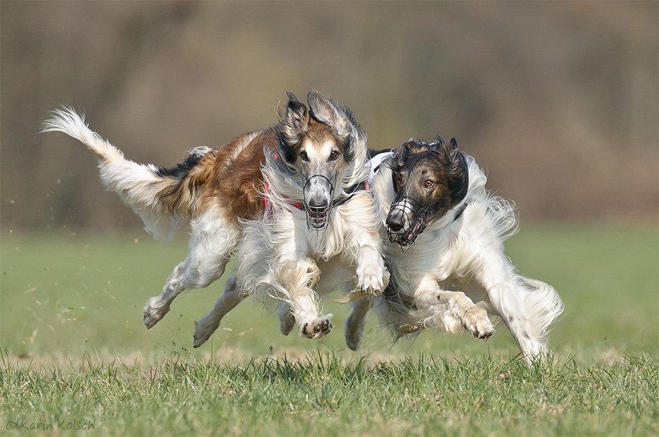 Coursing Babenhausen