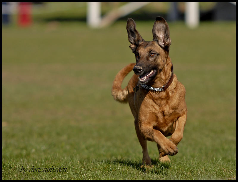 Coursing ... für Beginner..