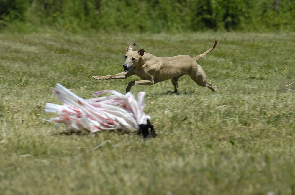 Coursing in Landstuhl