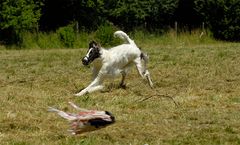 Coursing in Landstuhl