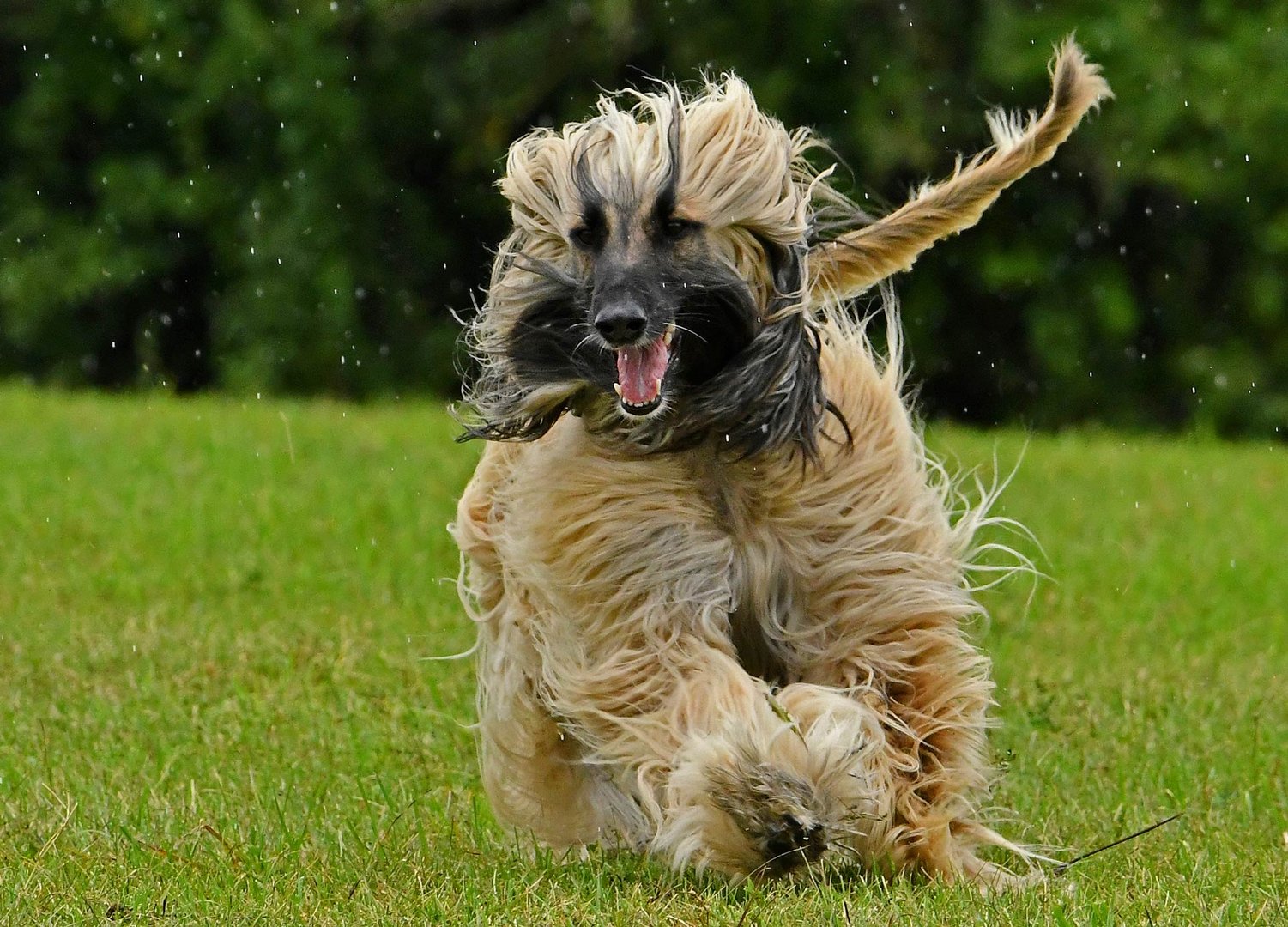 Coursing-Training 