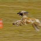 Coursing - Trainingsimpression