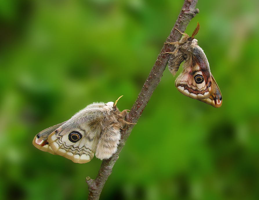 Courting