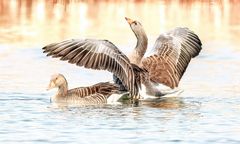 courtship dance