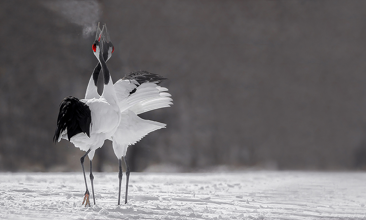 Courtship of Chinese Cranes