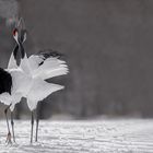 Courtship of Chinese Cranes