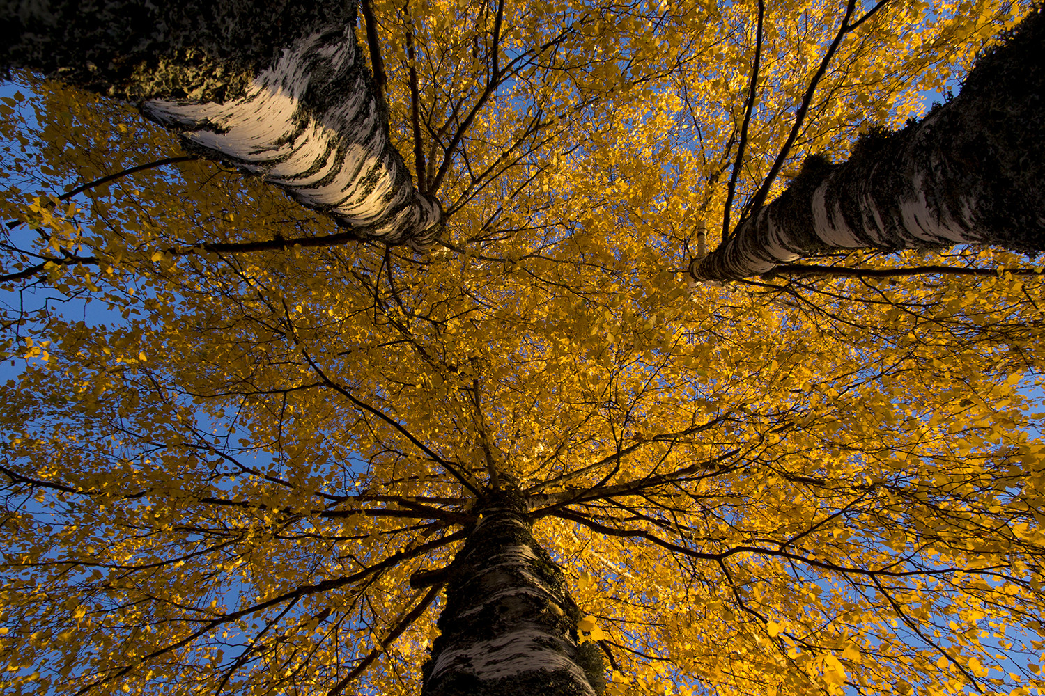 Couverture jaune