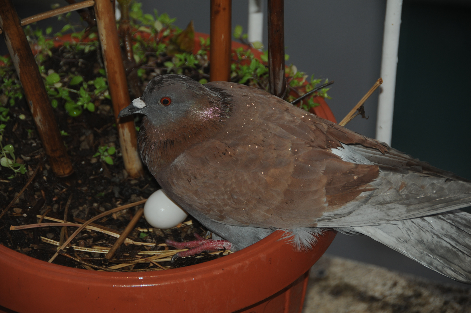 Covare sul balcone di casa