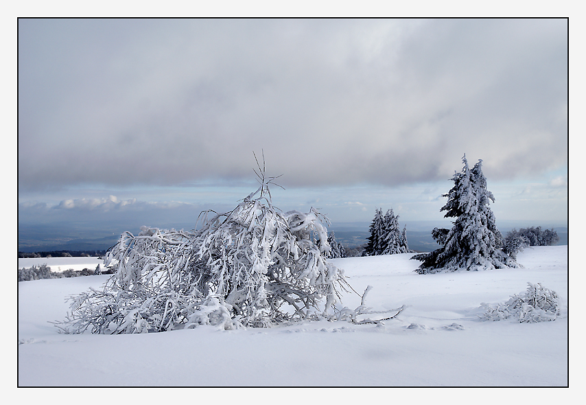 covered with snow VII