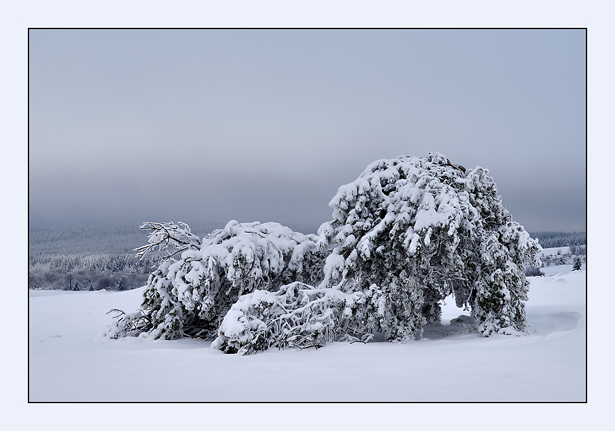 covered with snow X