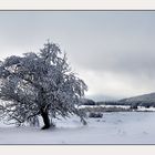 covered with snow XI