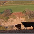 cow and calf at knarsdale Northumberland