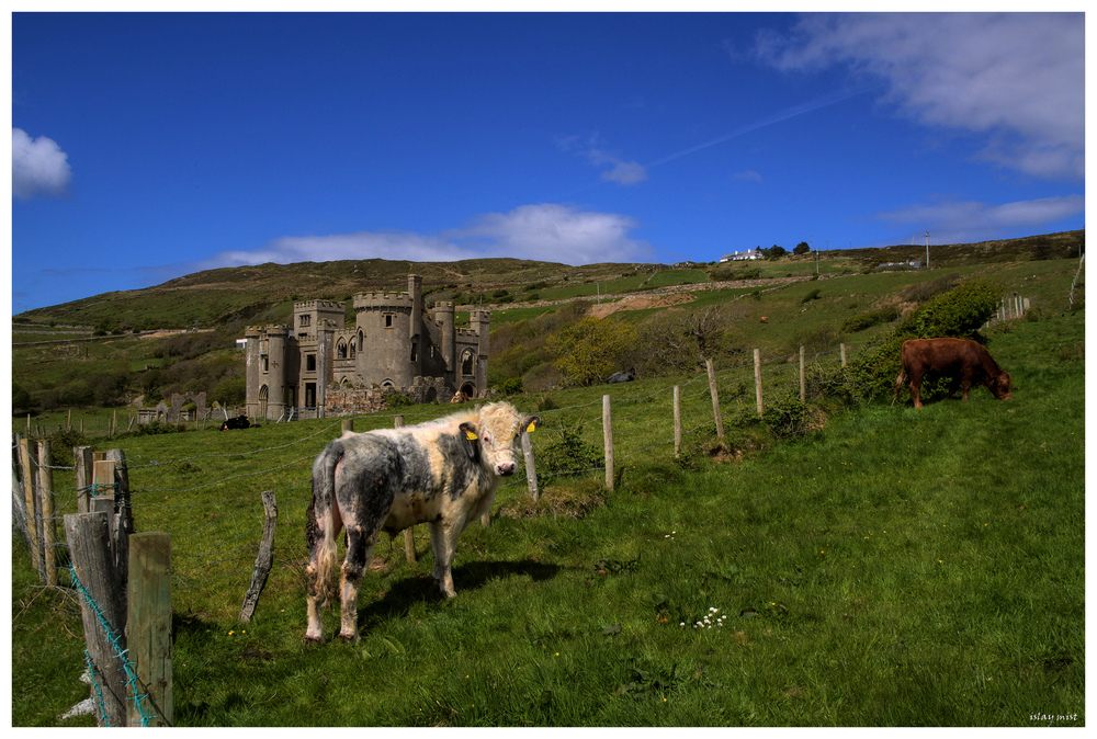 cow and castle....