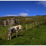 cow and castle....