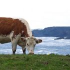 Cow and Coast